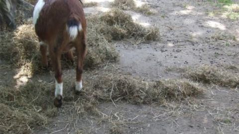 Schuhsohlen im Streichelzoo vor Ziegenkot schützen