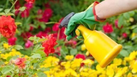 Eine Hand mit grüner Handschuh sprüht eine gelbe Flasche mit effektiven Mikroorganismen auf bunte Blumen im Garten.