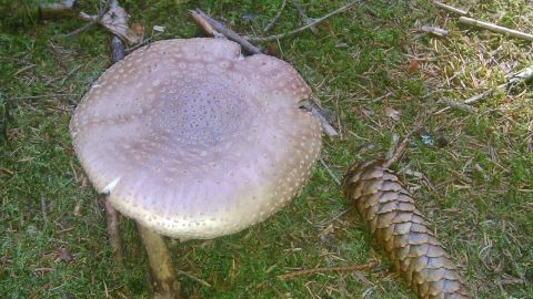 Ein großer Pilz liegt auf dem Boden, während ein Tannenzapfen daneben auf dem grünen Gras liegt.