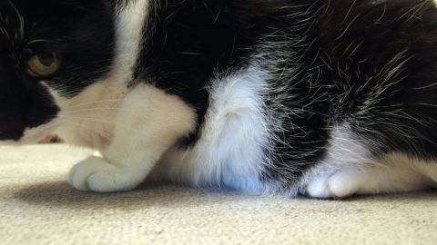 Ein schwar-weißer Kater sitzt auf einem Teppich und wirkt etwas übergewichtig, während er aufmerksam den Boden betrachtet.