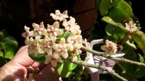 Wollläuse natürlich von Pflanzen entfernen 1 Eine Hand hält eine blühende Pflanze, um Wollläuse natürlich von Pflanzen zu entfernen, im sonnigen Gartenbereich.