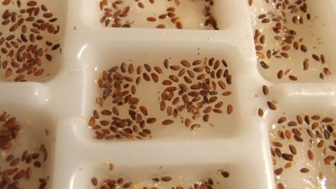 In einer Eiswürfelschale sind Kressesamen angeordnet, die keimen sollen, um frische Kräuter zu züchten.