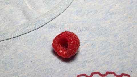 Ein rotes Beerenstück liegt auf einem hellblauen T-Shirt, das einen Fleck hinterlassen hat.