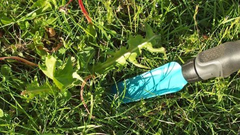 Eine Hand mit einem blauen Werkzeug entfernt Unkraut aus dem Gras, um die Gartenhände superschnell wieder sauber zu machen.