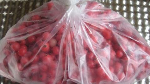 Eine durchsichtige Tüte enthält gefrorene Johannisbeeren und liegt auf einer metallischen Oberfläche.