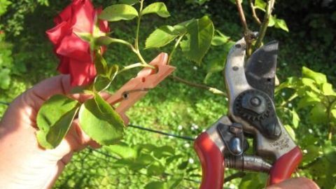 Eine Hand hält eine rote Rose und eine andere Hand benutzt eine Schere, um die Rose im grünen Garten zu schneiden.