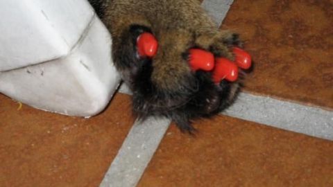 Ein Katzenpfote mit roten Krallen sitzt auf dem Fliesenboden, während sie sich kratzt, möglicherweise wegen einer Wunde.
