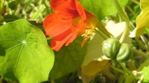 Pfeffrige Kapuzinerkresse blüht mit leuchtend roten Blüten, umgeben von grünen Blättern und unreifen Samen.