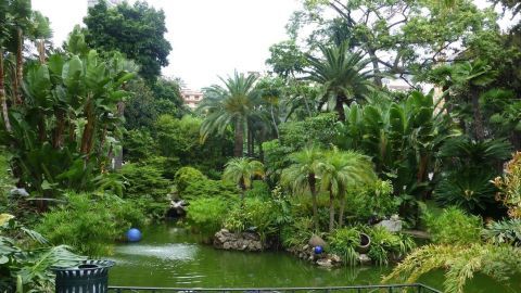 Ein üppiger Garten mit vielen Pflanzen um einen grünen Teich, umgeben von dichten, tropischen Bäumen und Sträuchern.