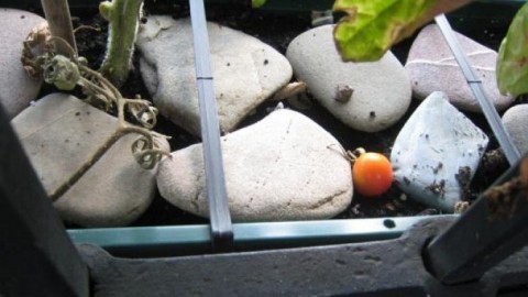 Flache Steine halten die Erde von Tomatenpflanzen lange feucht