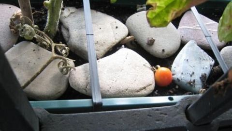 Flache Steine halten Erde von Tomatenpflanzen lange feucht Flache Steine liegen um Tomatenpflanzen in einem Hochbeet und halten den Boden im Topf feucht.