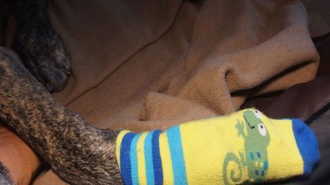 Ein Hundepfote trägt eine bunte Socke, während er auf einer Decke liegt, um rutschsicher auf Treppen zu gehen.