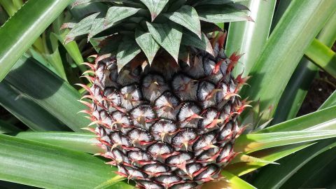 Eine reife Ananas steht prächtig zwischen grünen Blättern, bereit zur Ernte in einem sonnigen Anbaugebiet.