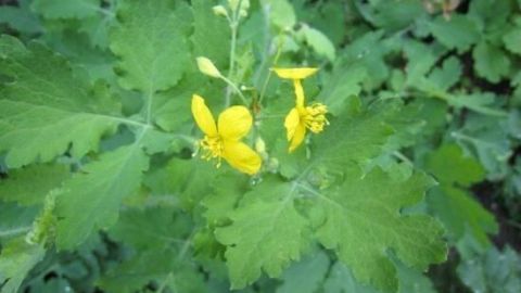 Scharbockskraut: Wusstest du, dass diese Pflanze mit ihren gelben Blüten effektiv gegen Warzen helfen kann?
