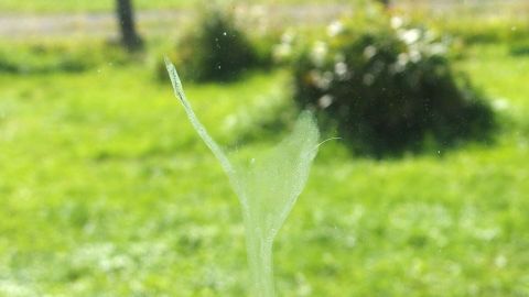 Eine schlierenfreie Fensteroberfläche wird mit Weichspüler gereinigt, während der Hintergrund eine grüne Wiese zeigt.