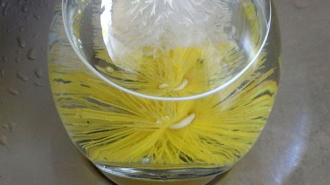 Eine Vase zeigt gelbe Wasserfarbe, während sie in klarem Wasser schwimmt, um schlechten Geruch aus Vasen zu entfernen.