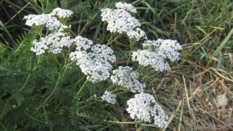 Weiße Schafgarbe blüht in einer grünen Wiese, umgeben von Gräsern und Kräutern, die natürliche Linderungsmittel bieten.
