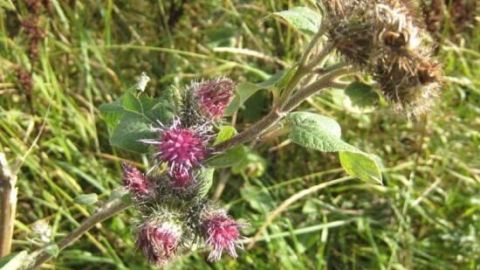 Ein Klettenkörbchen wächst mit leuchtend lila Blüten inmitten von grüner Wiesenlandschaft.
