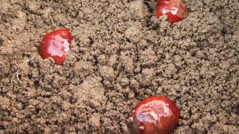 Kastanien liegen im Erdreich, während sie darauf warten, zu keimen und neues Leben im Garten zu bringen.
