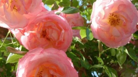 Zarte, pinke Rosen blühen üppig, umgeben von grünem Blattwerk, das einen sonnigen Garten präsentiert.