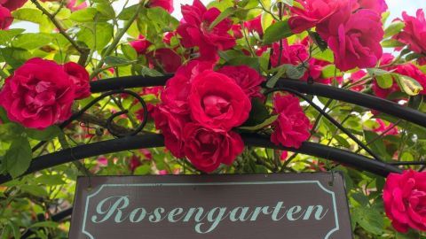 Ein schöner Rosengarten, dank Rosendünger aus Kaffeesatz und Bananenschalen.