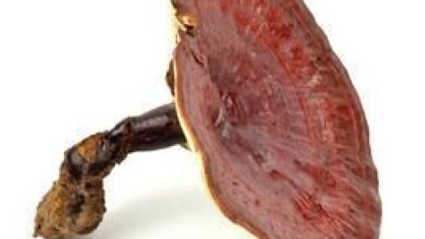 Ein roter Vitalpilz lehnt auf weißem Hintergrund, zeigt seine seidenartige Oberfläche und einzigartiges Wachstumsmuster.