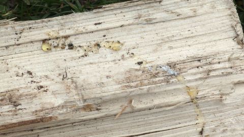 Ein Stück Holz liegt auf dem Boden, mit Resten von Baumharz und Schmutz auf der Oberfläche, umgeben von Gras.
