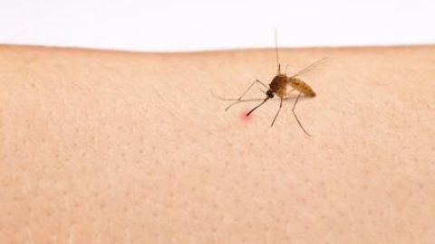 Bist du von einer Mücke gestochen worden? Bepanthen und etwas Essig können helfen, den Juckreiz schnell zu lindern.