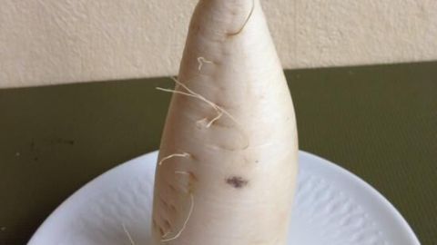 Ein großer, weißer Rettich steht auf einem weißen Teller. Der Rettich wirkt frisch und ungeschnitten, vor einer einfachen Wand platziert.
