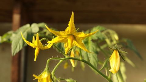 Eine prächtige Tomatenblüte steht im Vordergrund, umgeben von grünen Blättern in einem sonnigen Gartensetting.
