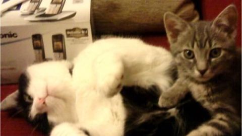 Zwei Katzen liegen entspannt auf einem Sofa, eine liegt auf dem Rücken, während die andere neugierig zuschaut.