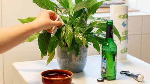 Glänzende Pflanzen auf natürliche Weise, mit Bier. Ich praktiziere das jetzt schon über mehrere Jahre und es funktioniert wunderbar. Eine Hand pflegt glänzende Pflanzen, die in einem Topf auf einem Tisch stehen, umgeben von einem Getränk und einem Schälchen.