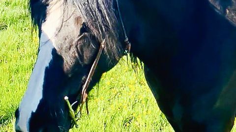 Ein schwarzes Pferd mit langem Fell grast auf grünem Gras und wird von einem Halfter geführt. Der Himmel ist blau.
