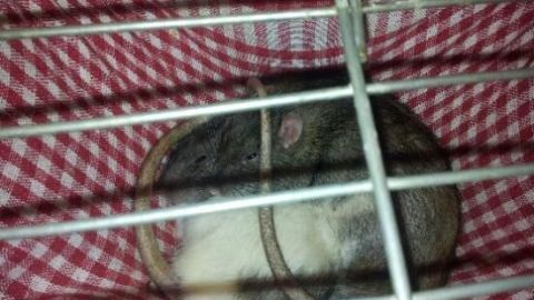 Eine Ratte liegt entspannt in einer hängenden Hängematte aus kariertem Stoff in einem Käfig.