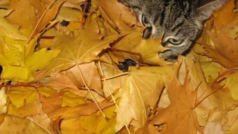 Eine Katze schleicht durch bunte Herbstblätter, verborgen zwischen den gelben und braunen Blättern.