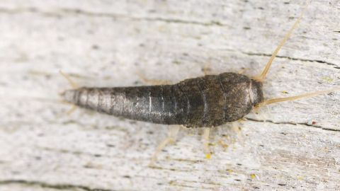 Ein Silberfischchen kriecht auf hellem Holz. Sein Körper ist länglich und silbrig, umgeben von hellen Strukturen.