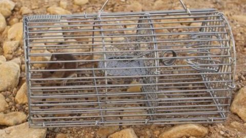 Eine Drahtfalle steht auf einem steinigen Boden, bereit, Mäuse zu fangen und sie dauerhaft zu verjagen.