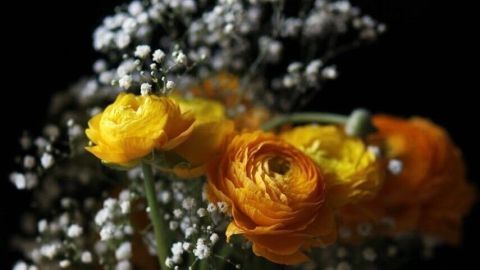 Eine Arrangement aus leuchtend gelben Ranunkeln umgeben von zarten weißen Schleierkrautblüten in einer Vase.
