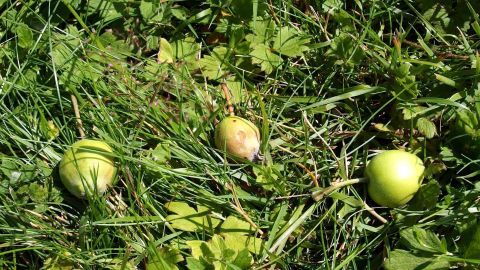 Falläpfel liegen auf dem grünen Gras, während Insekten um sie herumschwirren und den natürlichen Garten beleben.