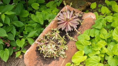 Ein alter Dachziegel ist mit mehreren Sukkulenten bepflanzt und liegt im grünen Gartenboden, umgeben von üppigem Pflanzenwachstum.