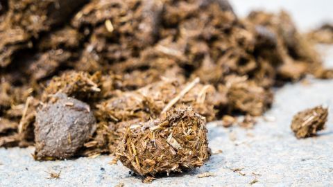 Pferdeäpfel liegen auf dem Boden, bereit zum Düngen von Pflanzen in einem Garten oder auf einer Fläche im Freien.