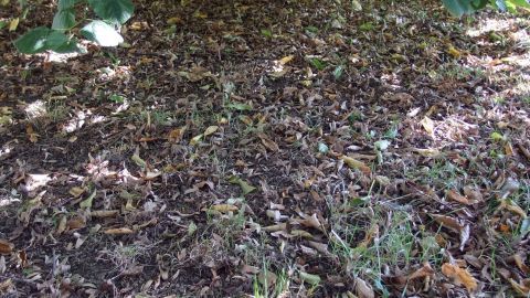 Ein verwilderter Boden ist mit Laub und trockenem Gras bedeckt, während Schatten von Bäumen die Umgebung prägt.