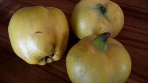 Drei gelbe Quitten liegen auf einem Holzbrett. Sie sind reif und bereit, zu Marmelade verarbeitet zu werden.