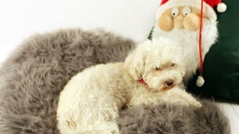 Ein kleiner Hund schläft gemütlich auf einem weichen Kissen neben einer weihnachtlichen Dekoration im Hintergrund.