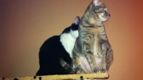 Zwei Katzen sitzen auf einem Kletterbaum und beobachten aufmerksam ihre Umgebung, während sie sich entspannt gegenüberstehen.