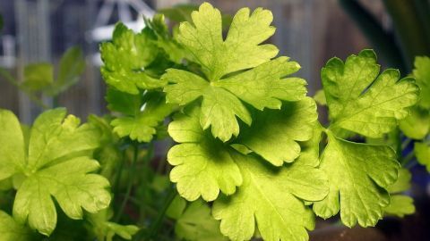 Gegen Mitesser mit dem Saft der Petersilie