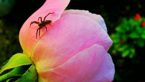 Eine Spinne sitzt auf einer rosa Rosenblüte. Sie scheint die Umgebung zu erkunden, umgeben von grünen Blättern.
