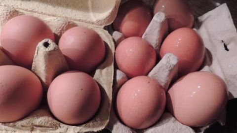 Eier liegen sauber und frisch in geöffneten Eierkartons auf einem Holztisch.