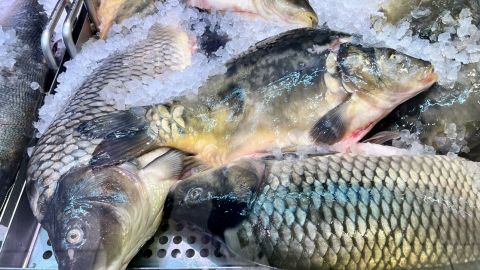 Frischer Fisch im Laden? Achte auf klare, glänzende Augen – so findest du die beste Qualität am Kühlregal.