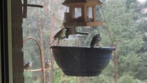 Ein Futterplatz mit einer Holzfütterung zieht Vögel an, die um eine Schüssel herum sitzen, im Garten hinter einem Fenster.